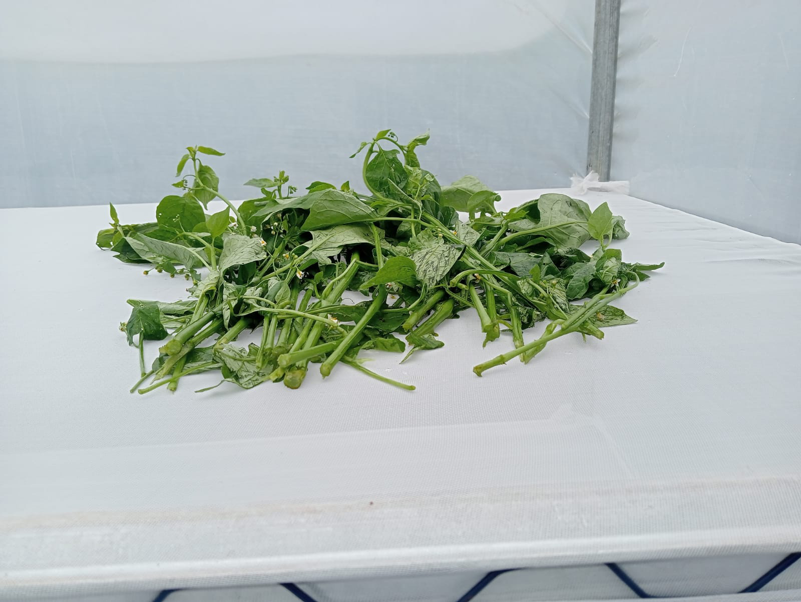 WhatsApp Image 2025-02-23 at 1.05.40 AM